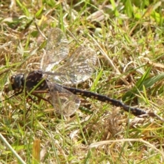 Unidentified Dragonfly (Anisoptera) at Colo Vale, NSW - 18 May 2023 by Curiosity