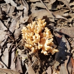 Ramaria sp. (genus) (A Coral fungus) at Penrose, NSW - 25 Apr 2023 by Aussiegall
