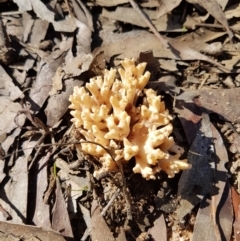 Unidentified Coralloid fungus, markedly branched at Penrose, NSW - 25 Apr 2023 by Aussiegall