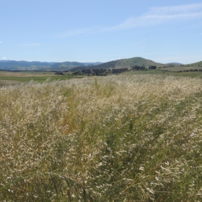 Avena (genus) (Wild Oats) at Macgregor, ACT - 25 Nov 2022 by MichaelBedingfield