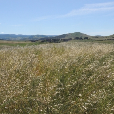 Avena sp. (Wild Oats) at Macgregor, ACT - 25 Nov 2022 by michaelb