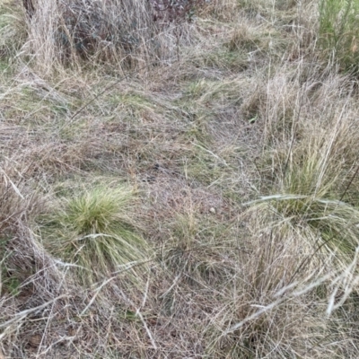 Nassella trichotoma (Serrated Tussock) at The Fair, Watson - 30 May 2023 by waltraud