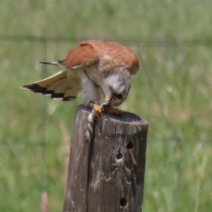 Delma inornata at Franklin, ACT - 23 Nov 2022