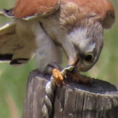 Delma inornata at Franklin, ACT - 23 Nov 2022 01:21 PM