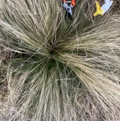 Nassella trichotoma (Serrated Tussock) at The Fair, Watson - 30 May 2023 by waltraud