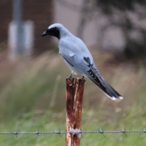 Coracina novaehollandiae at Harrison, ACT - 23 Nov 2022 01:25 PM