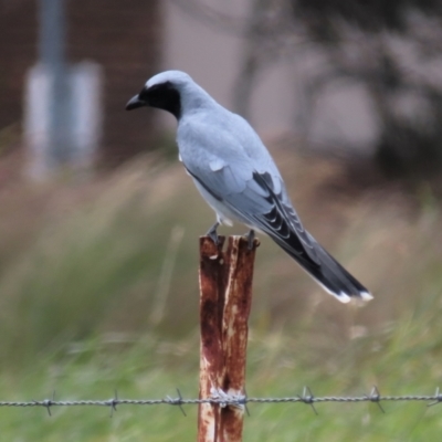 Coracina novaehollandiae (Black-faced Cuckooshrike) at Budjan Galindji (Franklin Grassland) Reserve - 23 Nov 2022 by AndyRoo