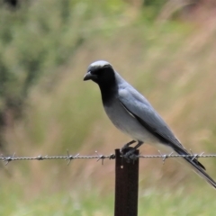 Coracina novaehollandiae at Harrison, ACT - 23 Nov 2022 01:25 PM