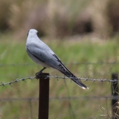 Coracina novaehollandiae at Harrison, ACT - 23 Nov 2022