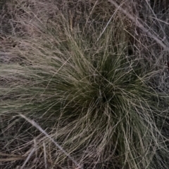 Nassella trichotoma (Serrated Tussock) at The Fair, Watson - 30 May 2023 by waltraud