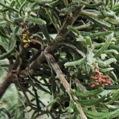 Grevillea lanigera (Woolly Grevillea) at Hawker, ACT - 30 May 2023 by sangio7
