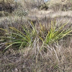 Lomandra longifolia (Spiny-headed Mat-rush, Honey Reed) at The Pinnacle - 30 May 2023 by sangio7