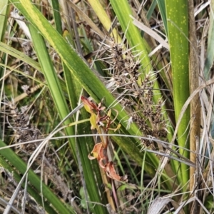 Lomandra longifolia at Hawker, ACT - 30 May 2023