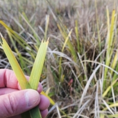 Lomandra longifolia at Hawker, ACT - 30 May 2023 02:10 PM