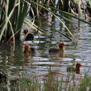 Fulica atra at Franklin, ACT - 23 Nov 2022