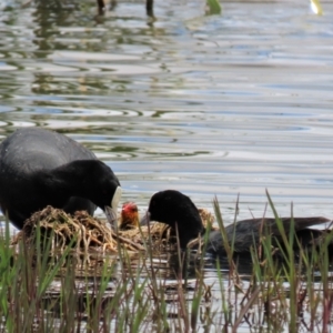 Fulica atra at Franklin, ACT - 23 Nov 2022