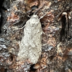 Philobota philostaura (A Concealer moth (Philobota group)) at Canberra, ACT - 31 May 2023 by Hejor1