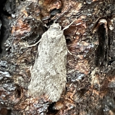 Philobota philostaura (A Concealer moth (Philobota group)) at Canberra, ACT - 31 May 2023 by Hejor1