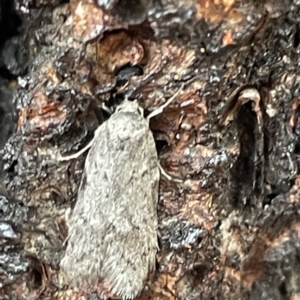 Philobota philostaura at Canberra, ACT - 31 May 2023 10:18 AM