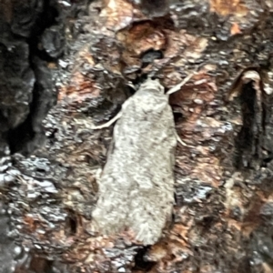 Philobota philostaura at Canberra, ACT - 31 May 2023