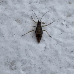 Aphididae (family) at Canberra, ACT - 31 May 2023