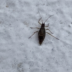 Aphididae (family) at Canberra, ACT - 31 May 2023