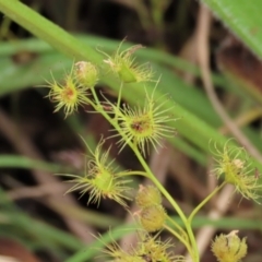 Drosera gunniana at Harrison, ACT - 7 Dec 2022