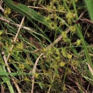 Drosera gunniana at Harrison, ACT - 7 Dec 2022