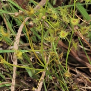 Drosera gunniana at Harrison, ACT - 7 Dec 2022