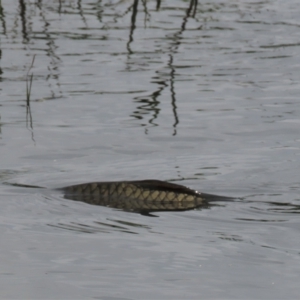 Cyprinus carpio at Franklin, ACT - 7 Dec 2022 12:40 PM