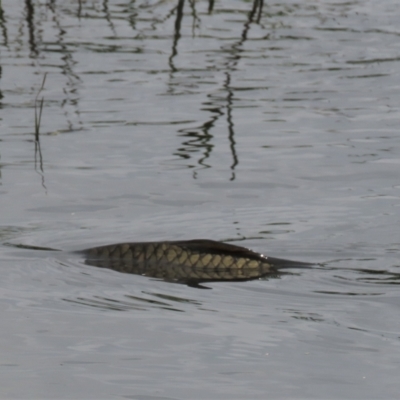 Cyprinus carpio (Common Carp) at Budjan Galindji (Franklin Grassland) Reserve - 7 Dec 2022 by AndyRoo