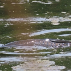 Cyprinus carpio at Franklin, ACT - 7 Dec 2022 12:40 PM