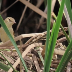 Acrocephalus australis (Australian Reed-Warbler) at Franklin, ACT - 7 Dec 2022 by AndyRoo