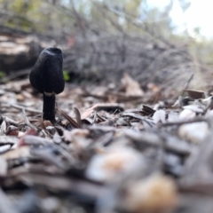 Geoglossum (Earth tongue) at Cotter River, ACT - 29 May 2023 by rangerstacey