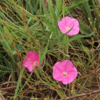 Convolvulus angustissimus subsp. angustissimus (Australian Bindweed) at Budjan Galindji (Franklin Grassland) Reserve - 7 Dec 2022 by AndyRoo