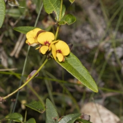 Platylobium parviflorum (Small-flowered Flat-pea) at Nadgee State Forest - 25 Sep 2022 by Steve63