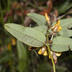 Platylobium parviflorum at Nadgee, NSW - 25 Sep 2022