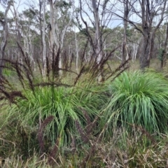 Gahnia sieberiana (Red-fruit Saw-sedge) at Wombeyan Caves, NSW - 31 May 2023 by trevorpreston