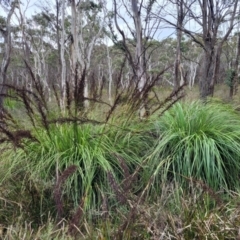 Gahnia sieberiana (Red-fruit Saw-sedge) at Mares Forest National Park - 31 May 2023 by trevorpreston