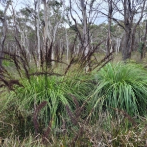 Gahnia sieberiana at Wombeyan Caves, NSW - suppressed