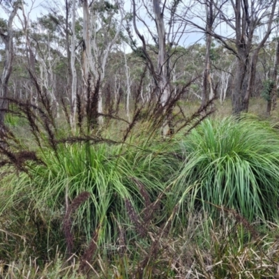 Gahnia sieberiana (Red-fruit Saw-sedge) at Mares Forest National Park - 31 May 2023 by trevorpreston