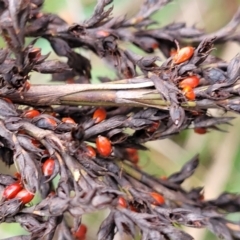 Gahnia sieberiana at Wombeyan Caves, NSW - 31 May 2023