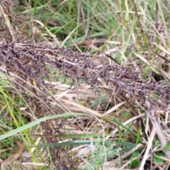 Gahnia sieberiana at Wombeyan Caves, NSW - suppressed