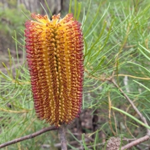 Banksia spinulosa at Wombeyan Caves, NSW - 31 May 2023 12:49 PM