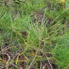 Banksia spinulosa at Wombeyan Caves, NSW - 31 May 2023 12:49 PM