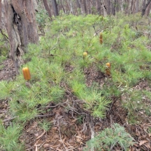 Banksia spinulosa at Wombeyan Caves, NSW - 31 May 2023 12:49 PM