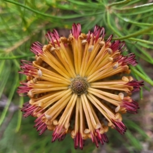 Banksia spinulosa at Wombeyan Caves, NSW - 31 May 2023