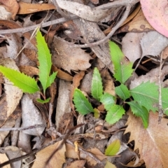 Lomatia ilicifolia (Holly Lomatia) at Wombeyan Caves, NSW - 31 May 2023 by trevorpreston