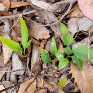 Lomatia ilicifolia at Wombeyan Caves, NSW - 31 May 2023 12:45 PM