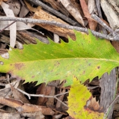 Lomatia ilicifolia at Wombeyan Caves, NSW - 31 May 2023